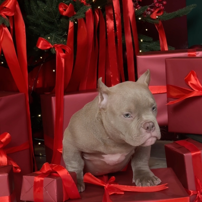 Лиловый кобель, тип микро