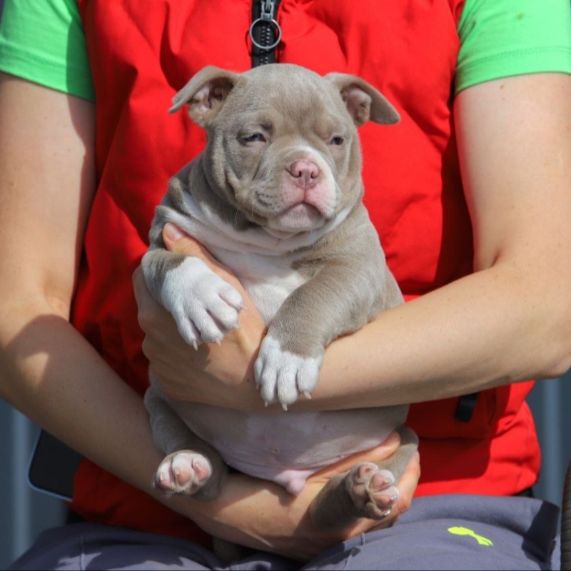 Лиловый кобель