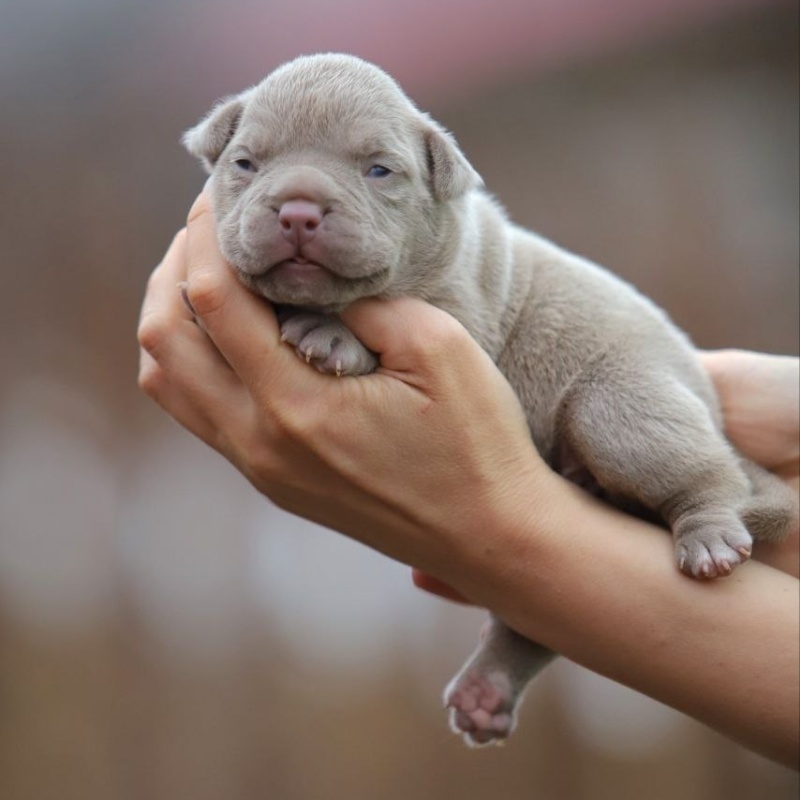 Лиловая сука