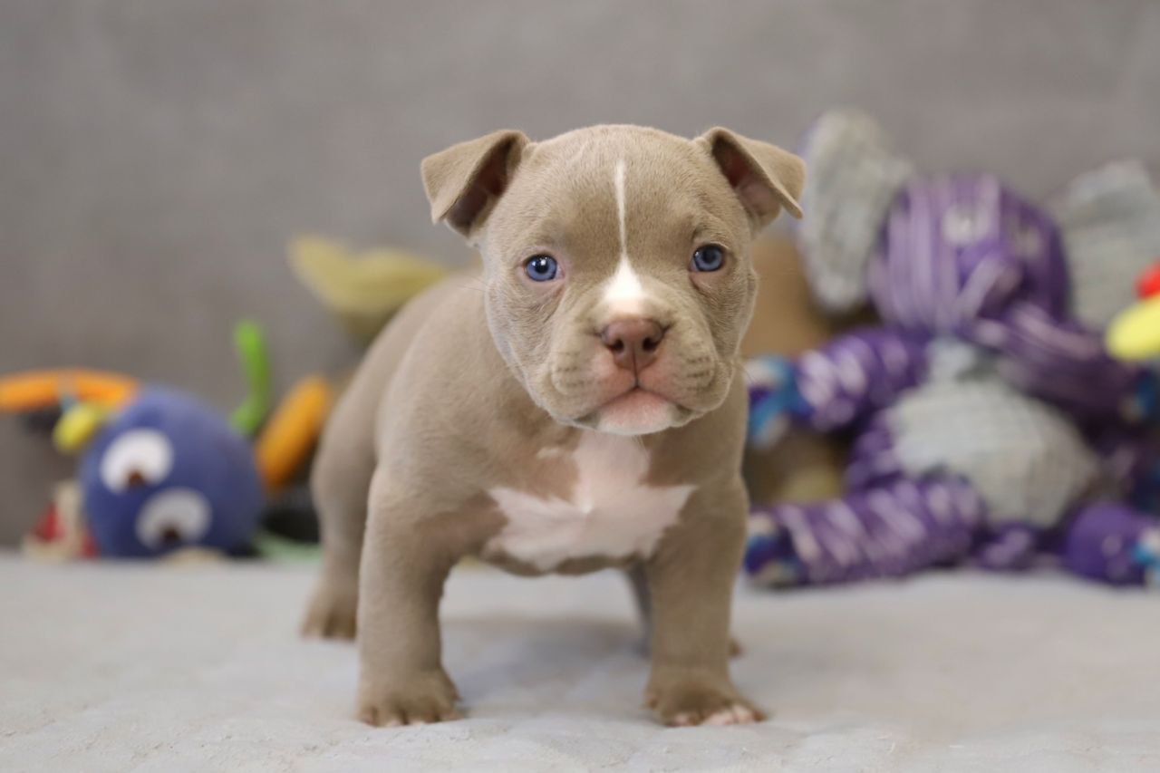 Лиловый кобель (1)