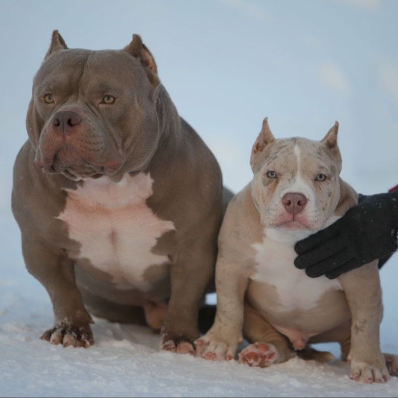 Кобель лиловый мерле