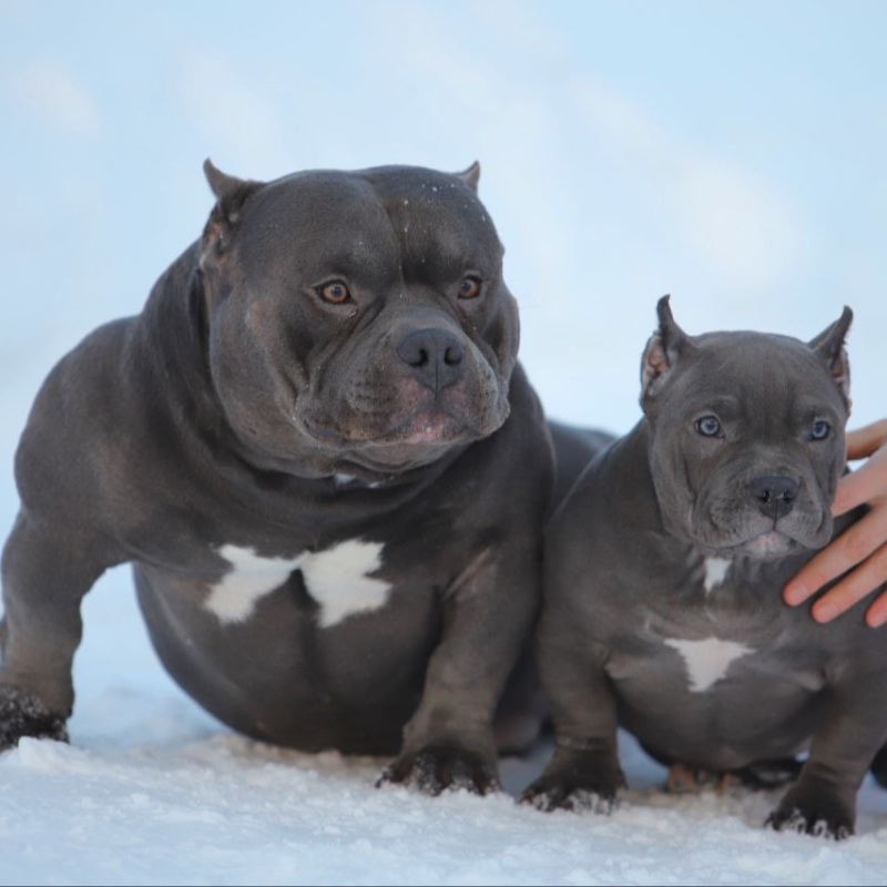 Голубая сука