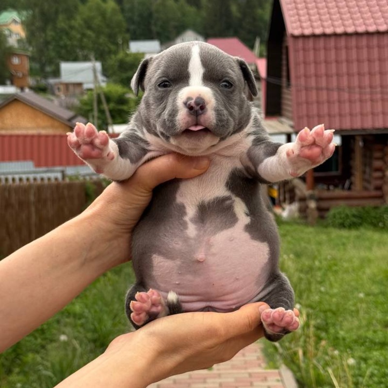 Голубая сука