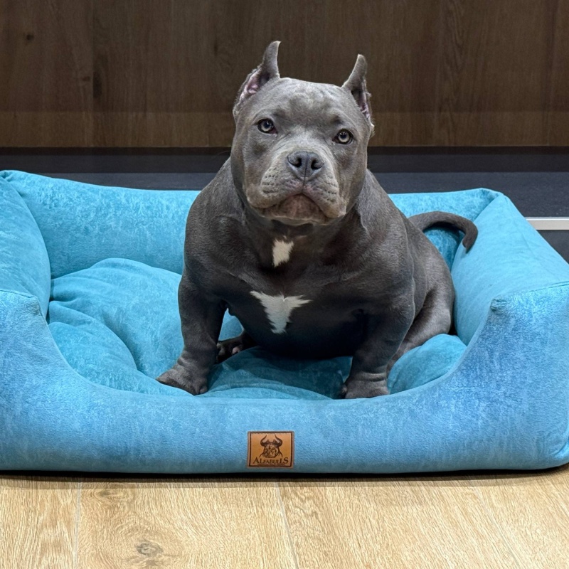 Голубая сука