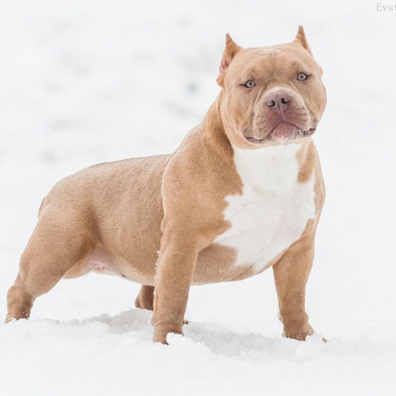 Предварительное бронирование