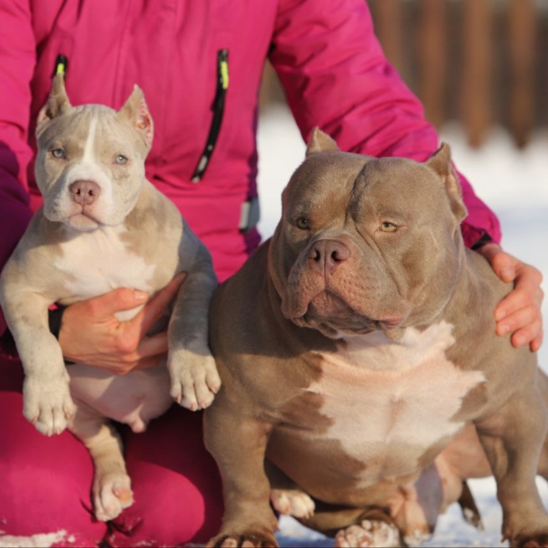 Кобель лиловый мерле_