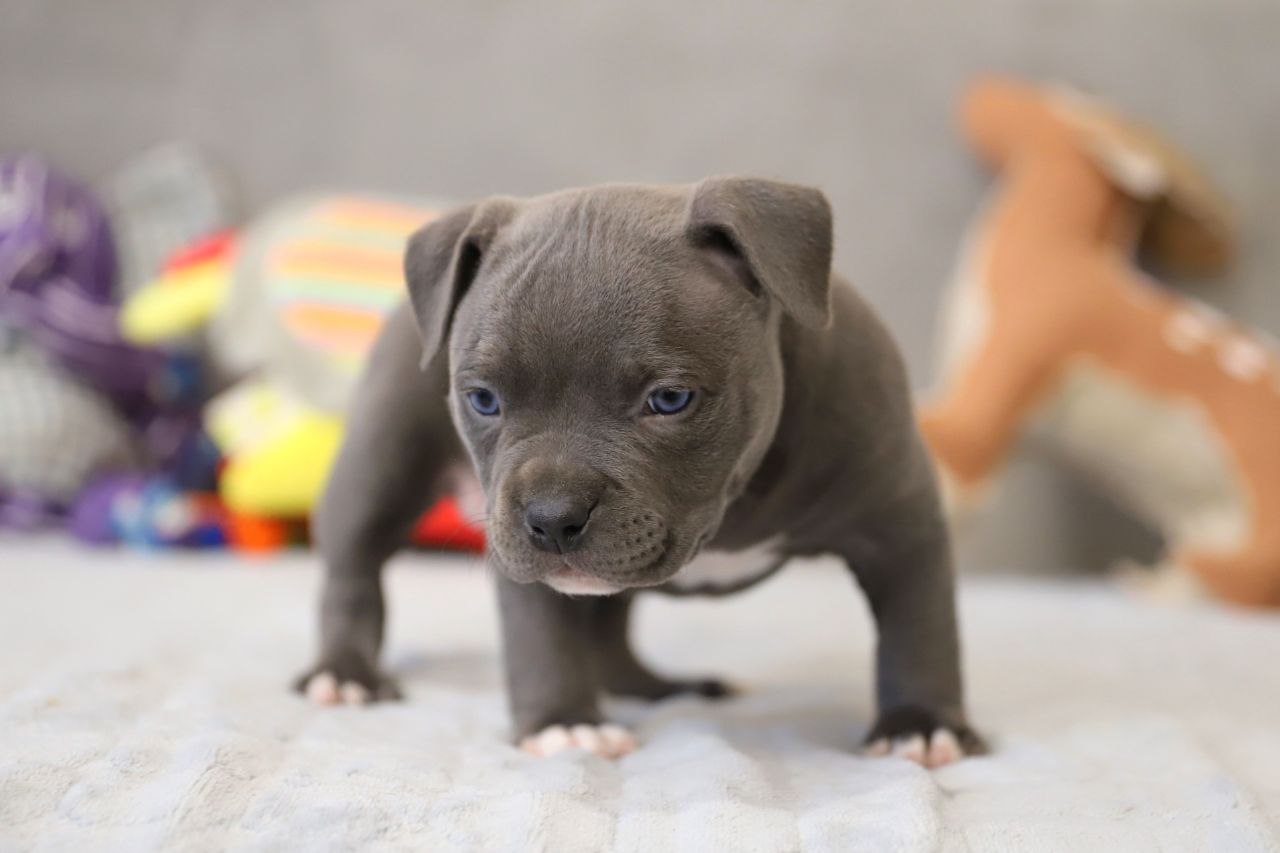 Голубой кобель (2)