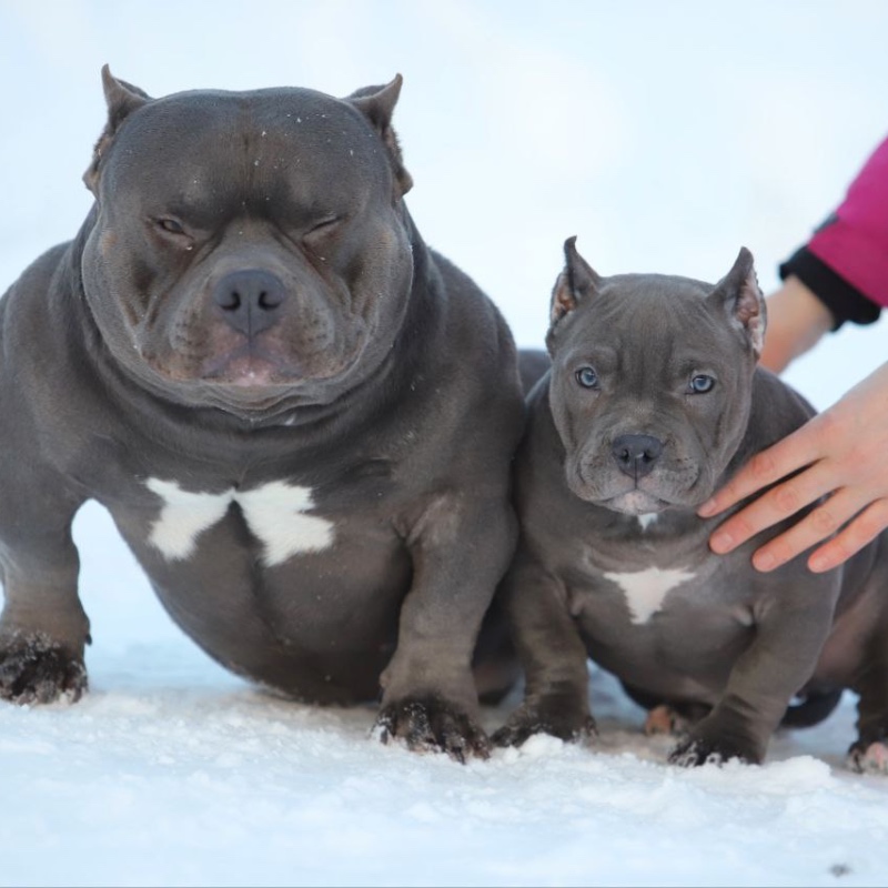 Голубая сука