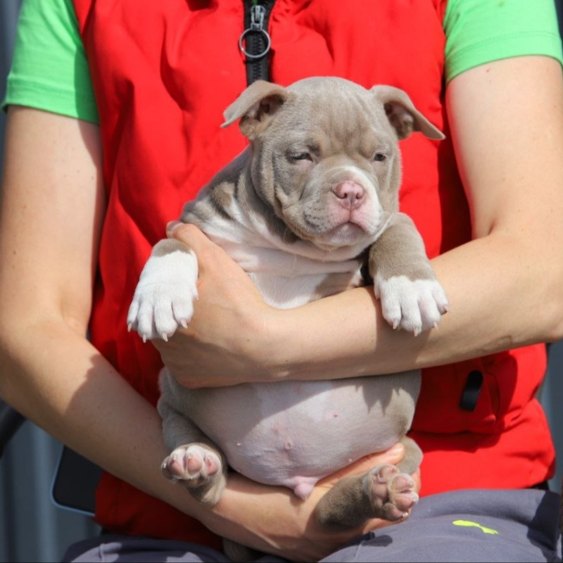 Лиловый кобель