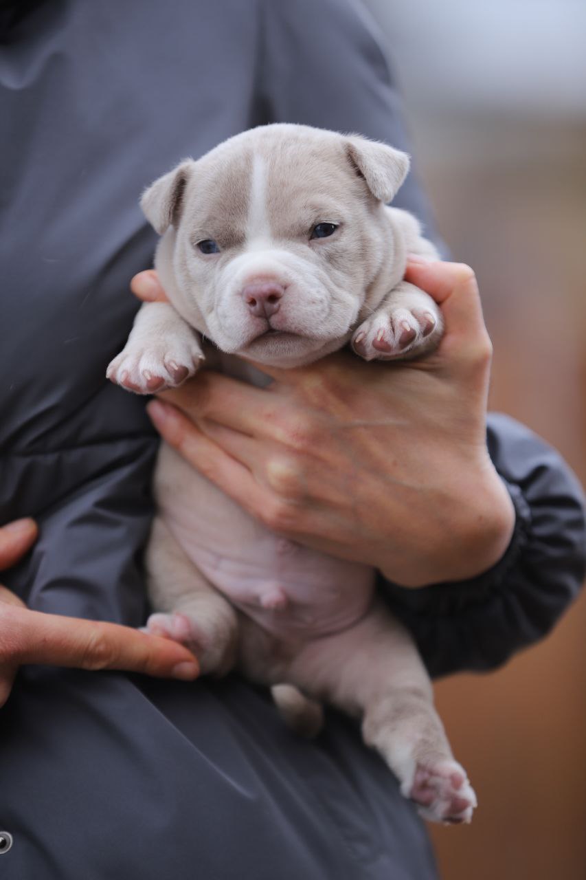 Кобель лиловый мерле (3)