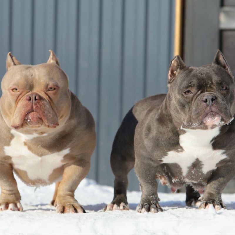 Лиловая сука