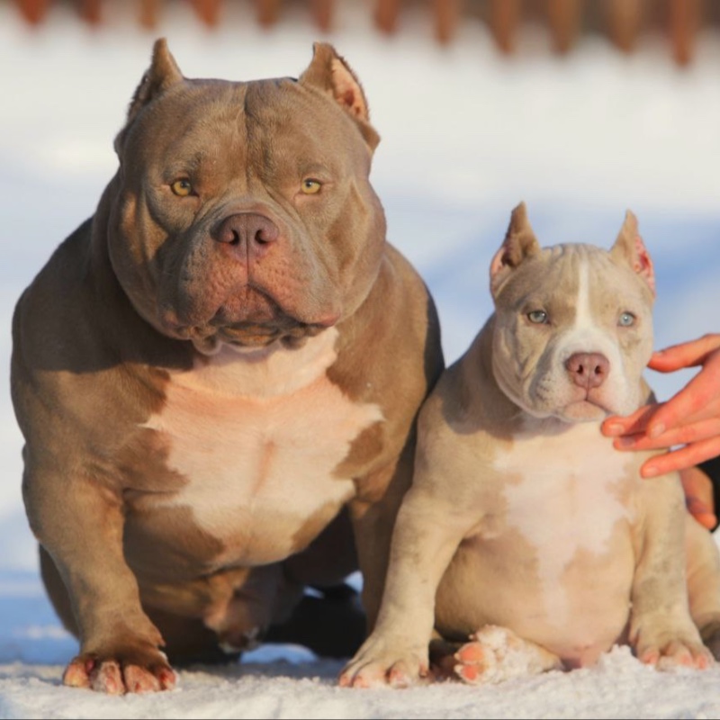 Кобель лиловый мерле_