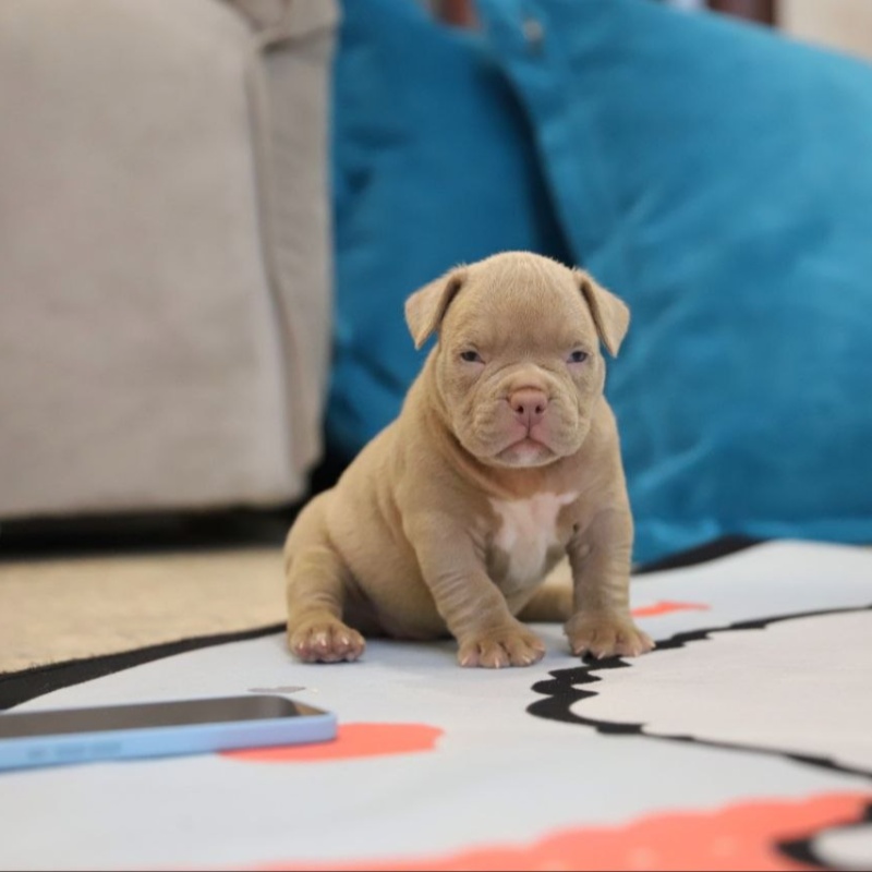 Лиловая сука