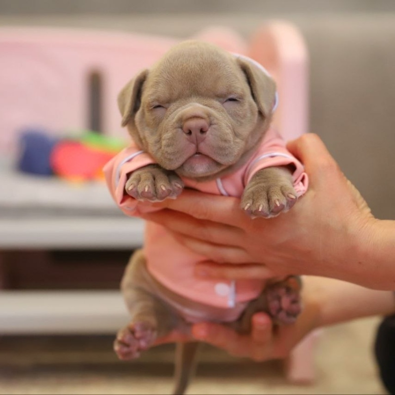 Лиловая сука