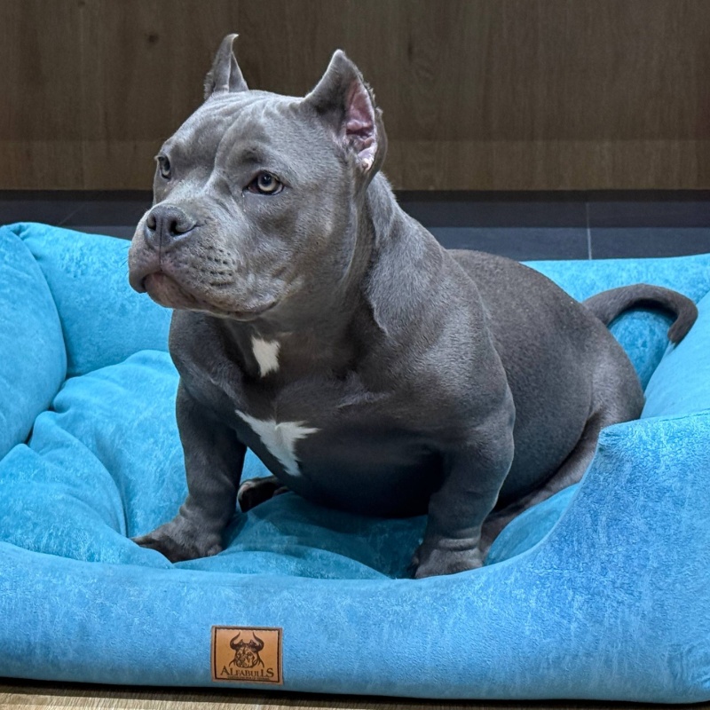 Голубая сука