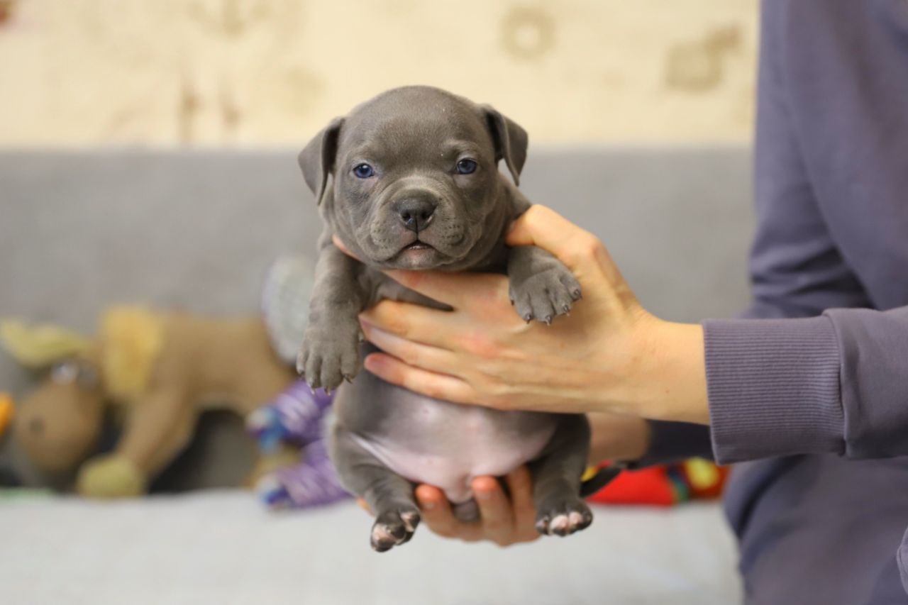 Голубая сука