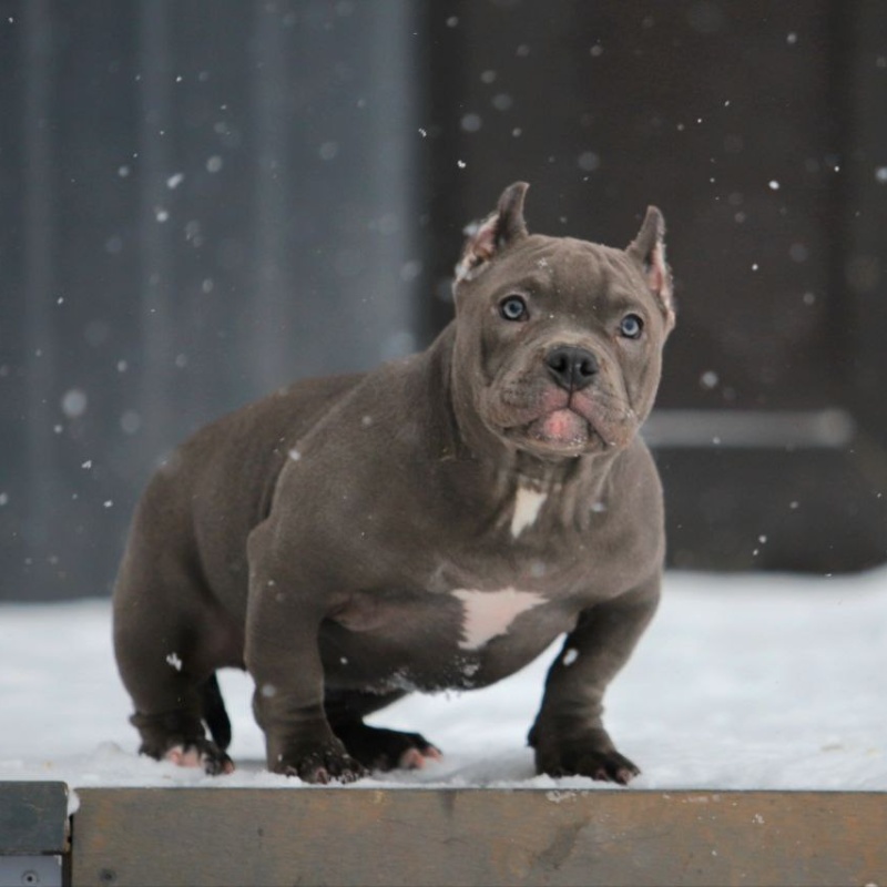 Голубая сука