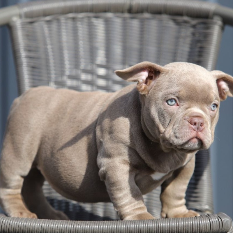 Лиловая сука