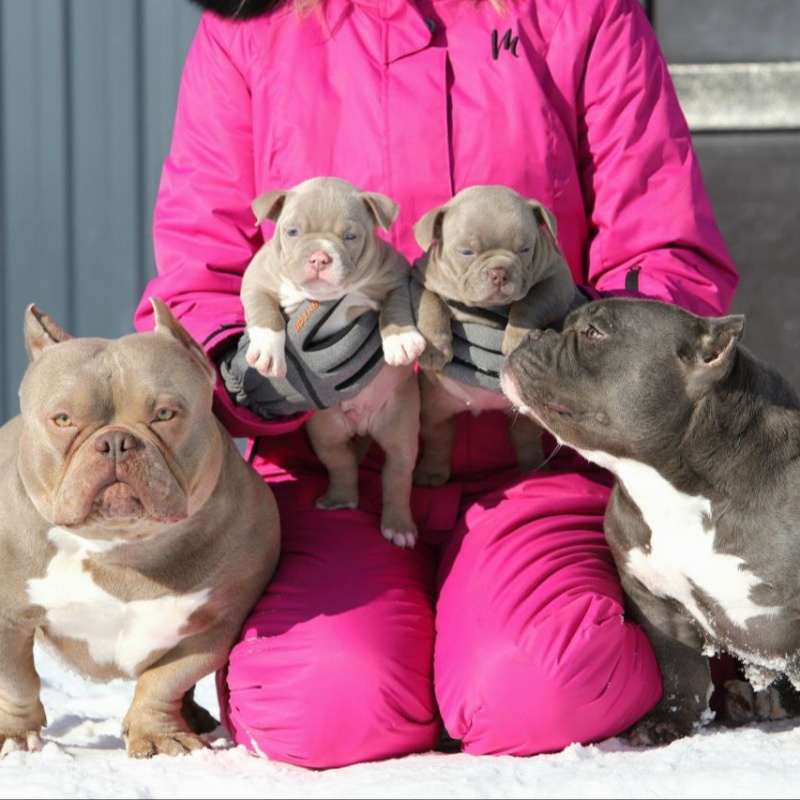 Лиловый кобель