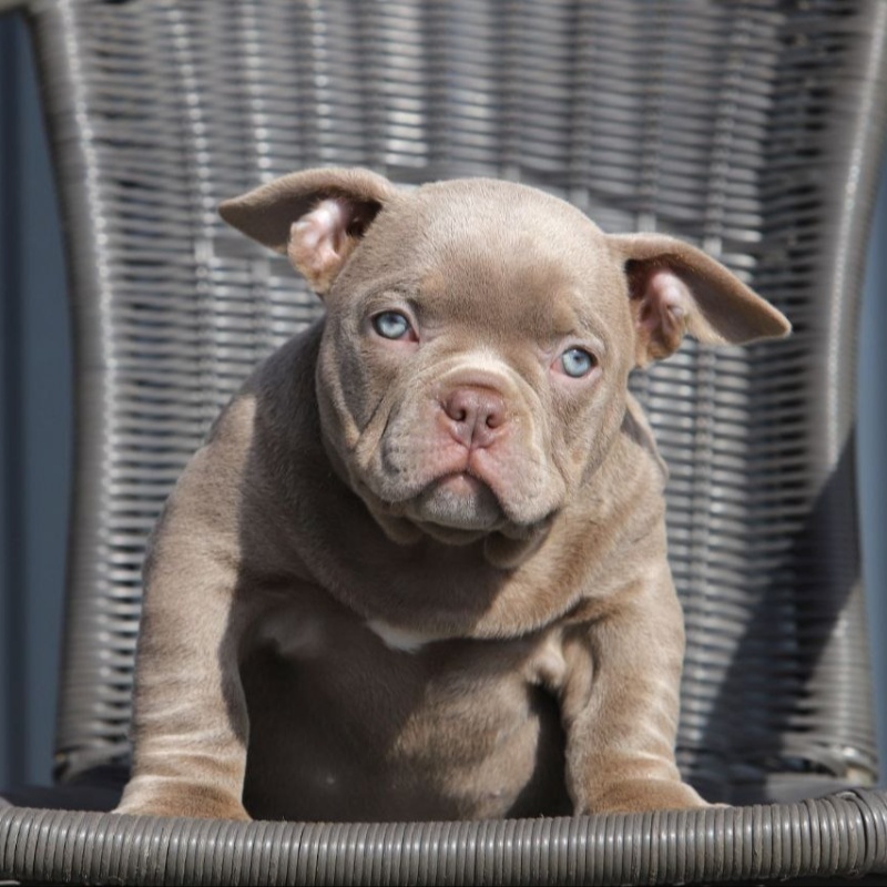 Лиловая сука