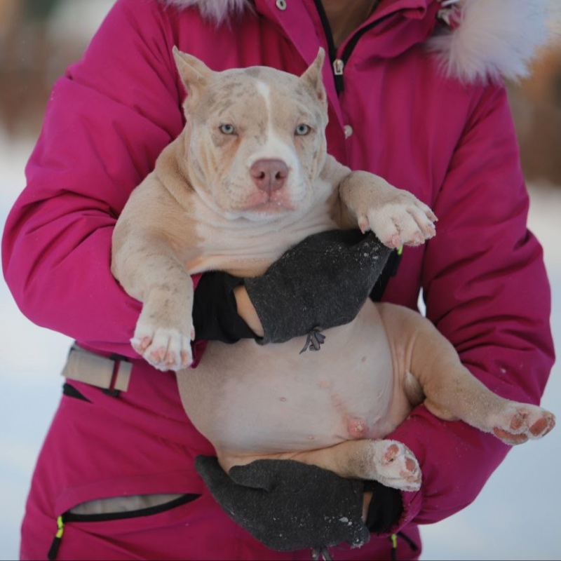 Кобель лиловый мерле