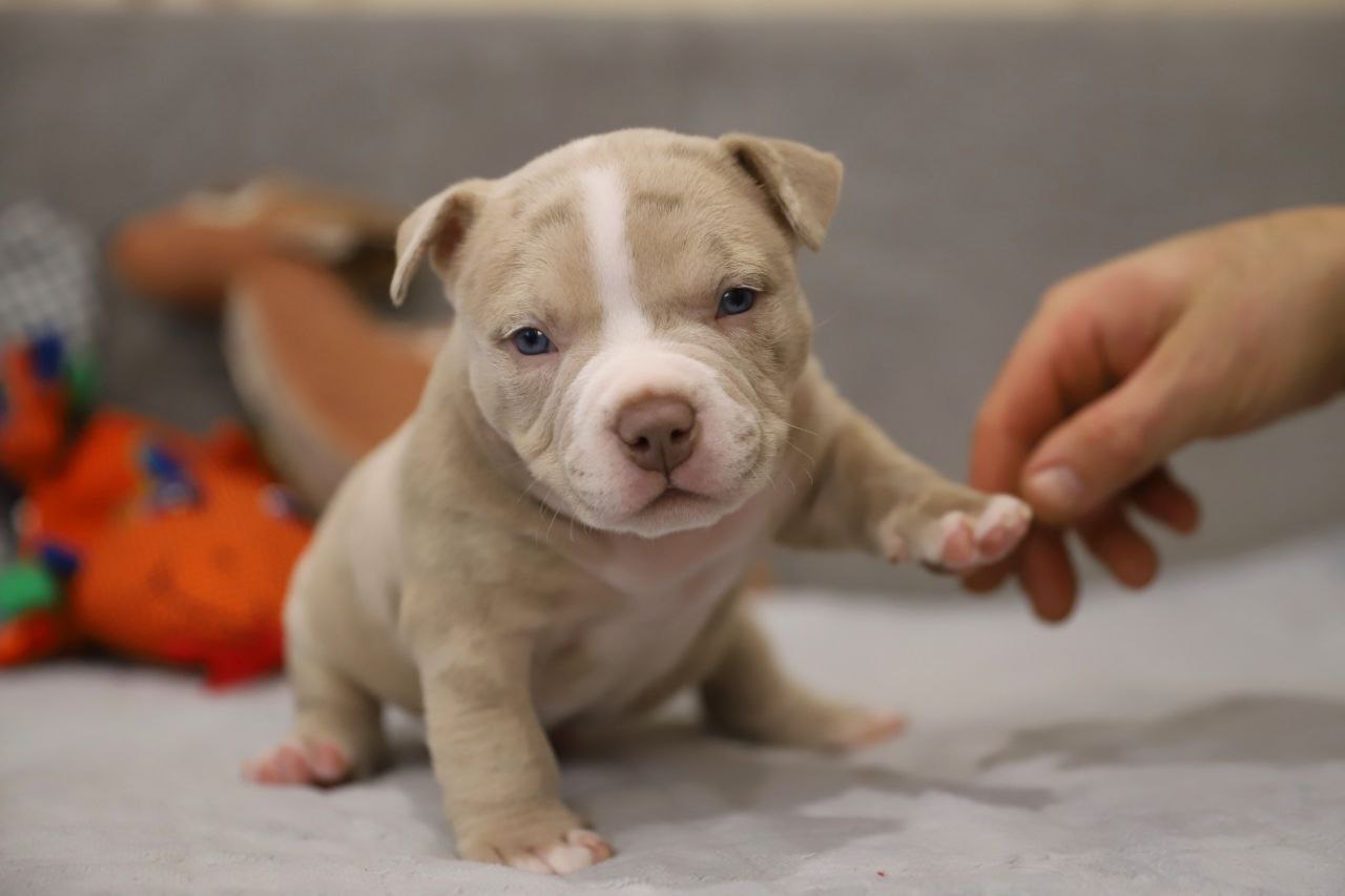 Кобель лиловый мерле (2)