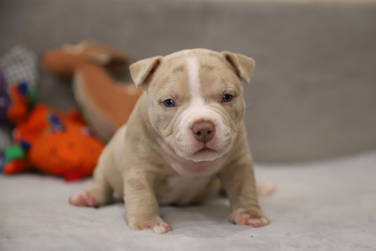 Кобель лиловый мерле (2)