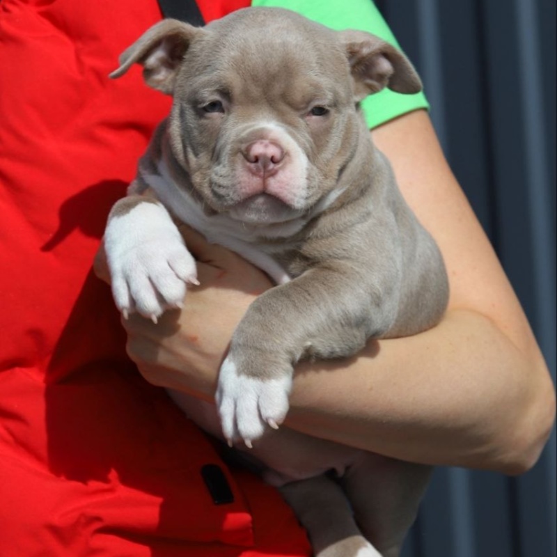 Лиловый кобель