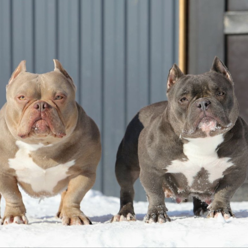 Лиловый кобель