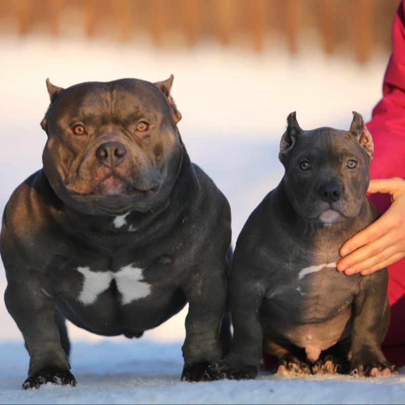 Голубой кобель