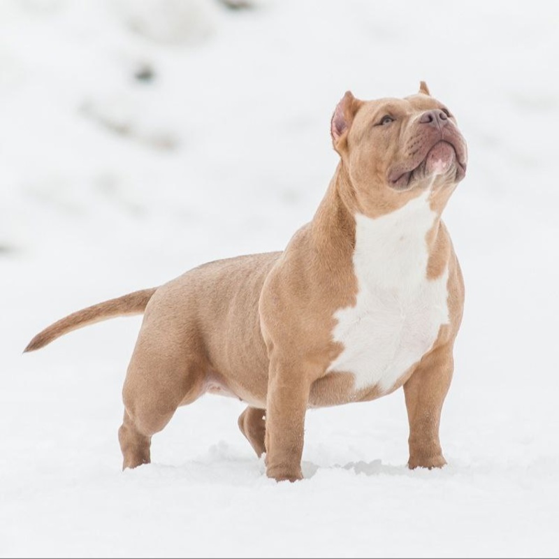 Предварительное бронирование