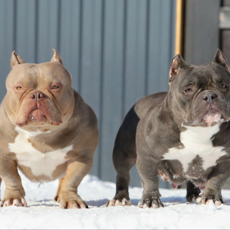 Лиловый кобель