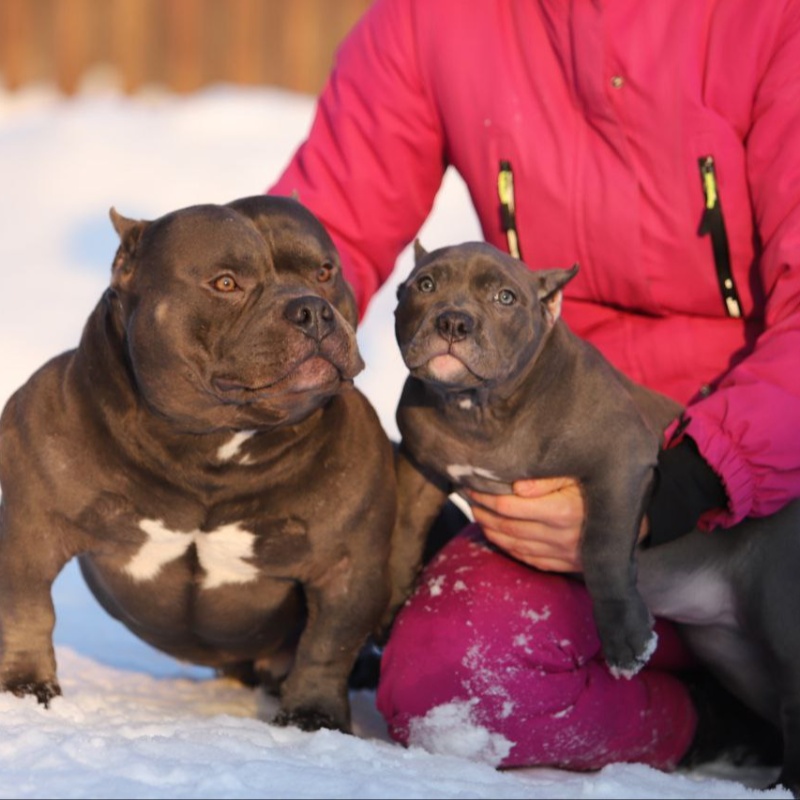 Голубой кобель