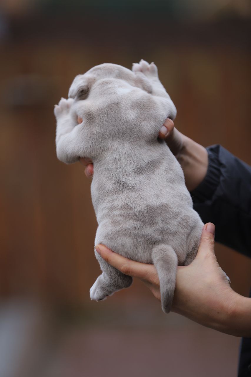 Кобель лиловый мерле (3)