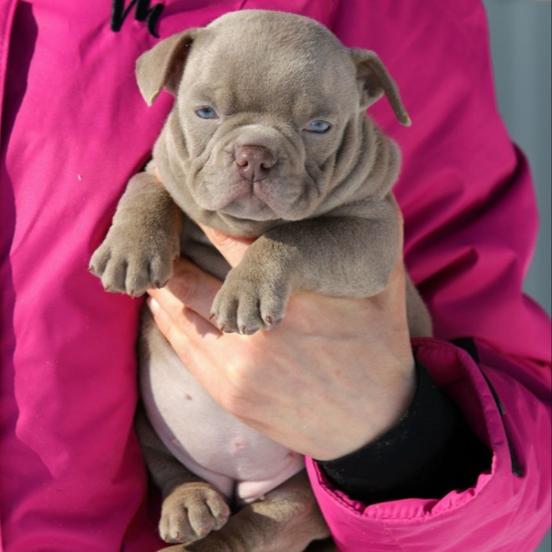 Лиловая сука