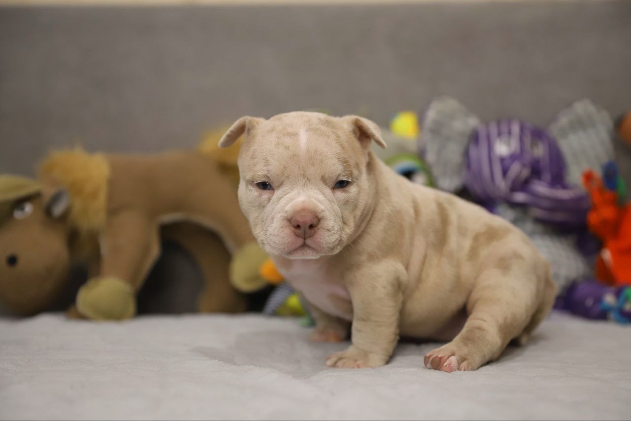 Сука лиловый мерле