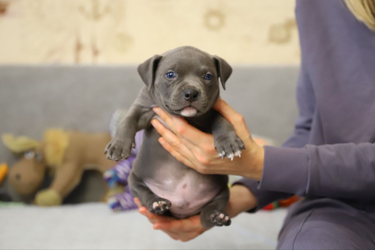 Голубой кобель (1)