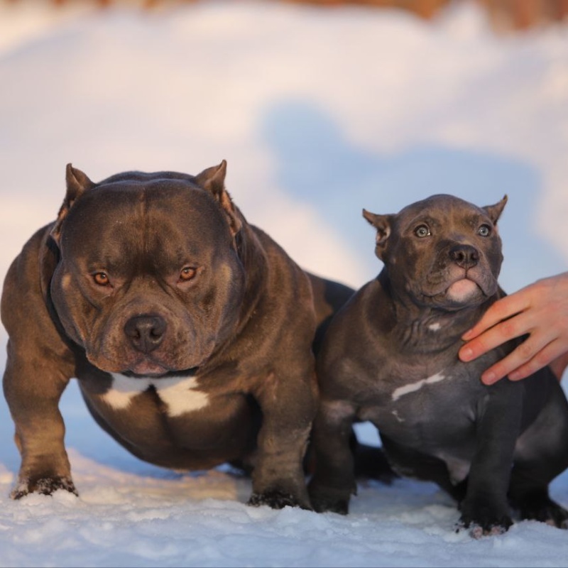 Голубой кобель