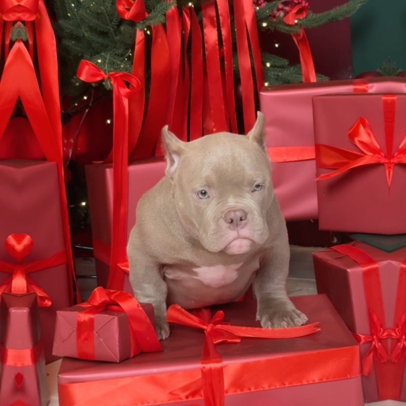 Лиловый кобель, тип микро