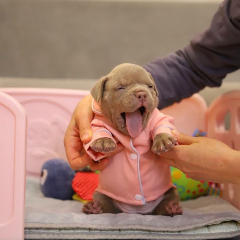 Лиловая сука