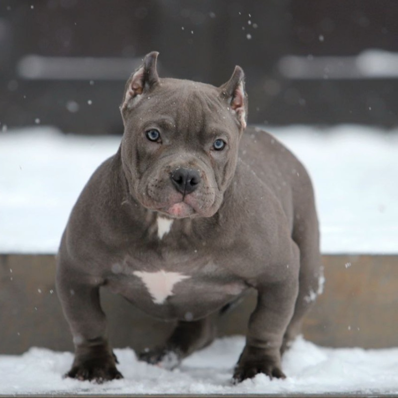 Голубая сука