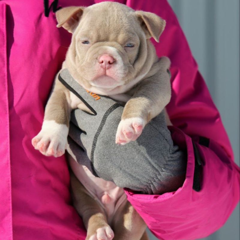 Лиловый кобель