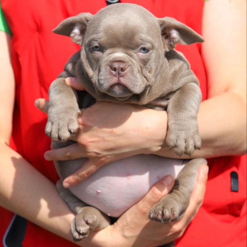 Лиловая сука