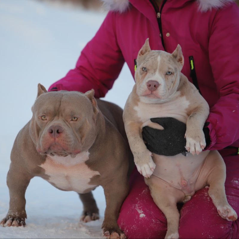 Кобель лиловый мерле