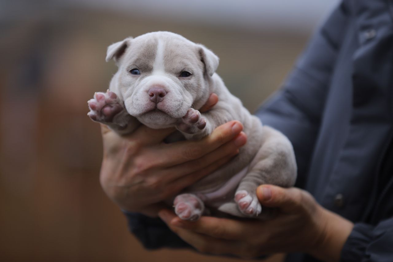 Кобель лиловый мерле (3)