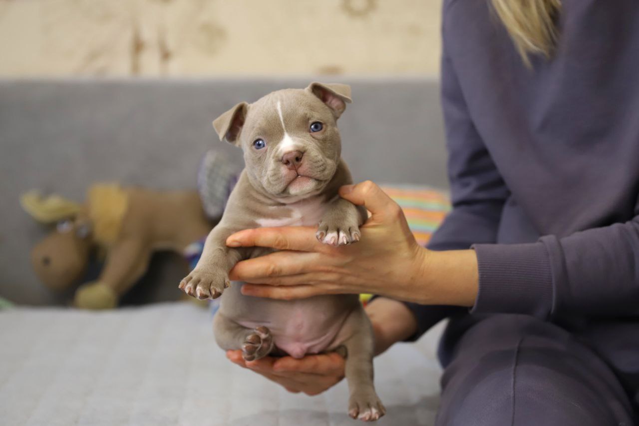 Лиловый кобель (1)