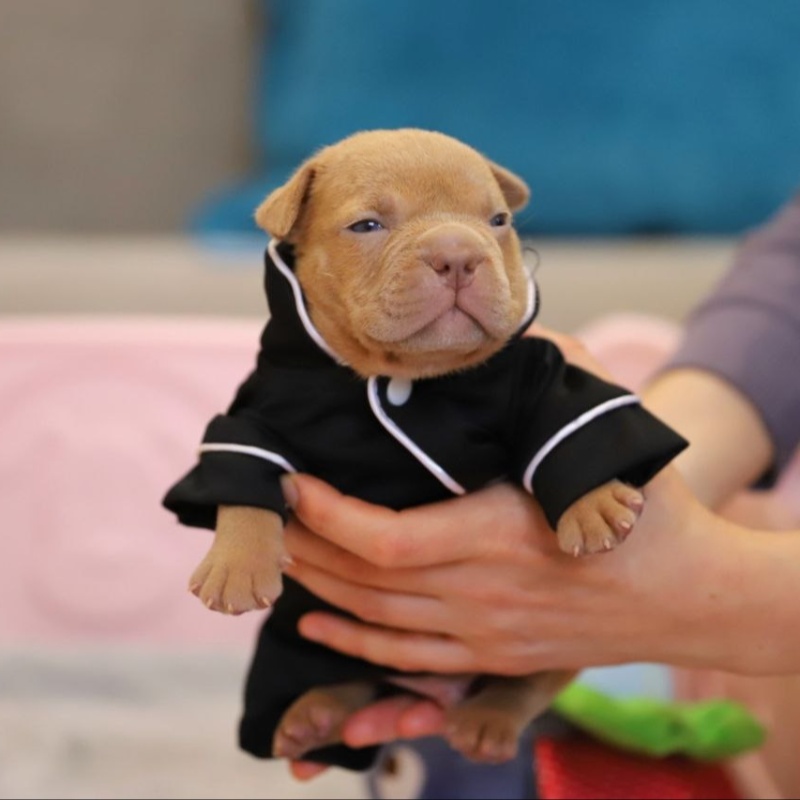 Жёлтый кобель