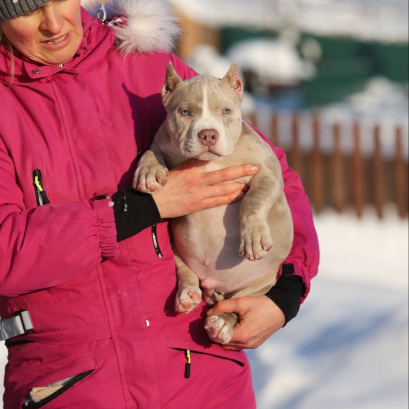 Кобель лиловый мерле_