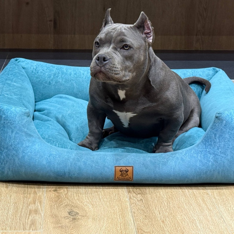 Голубая сука