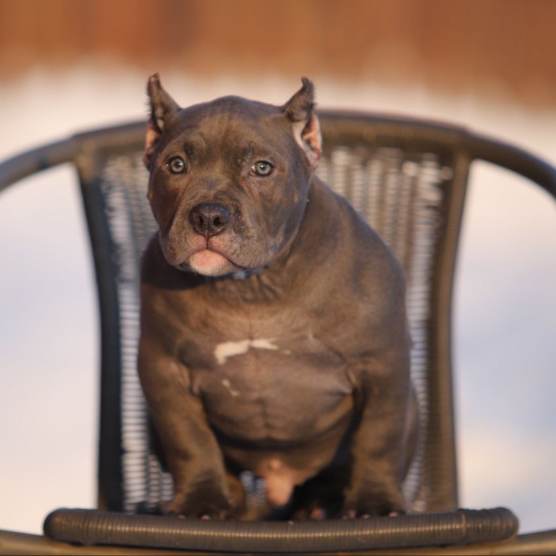 Голубой кобель